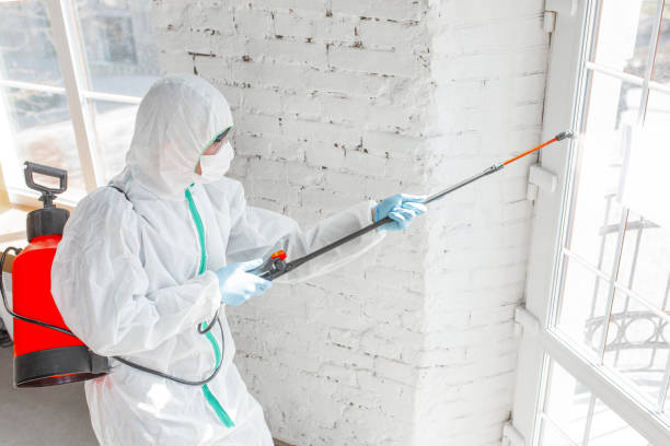 Why You Should Choose Our Mold Remediation Services in Akron, OH