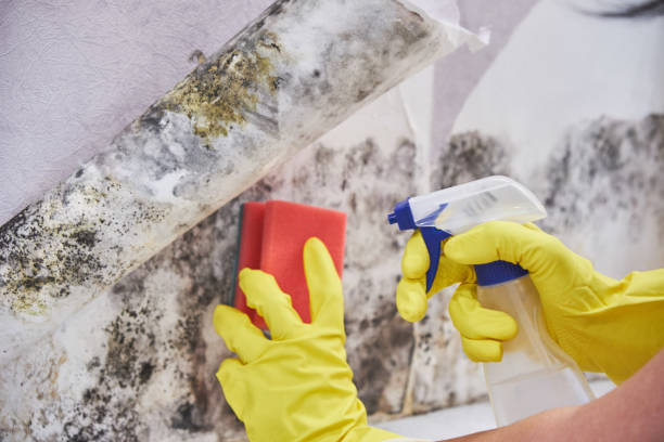 Akron, OH Mold Removal Services Company